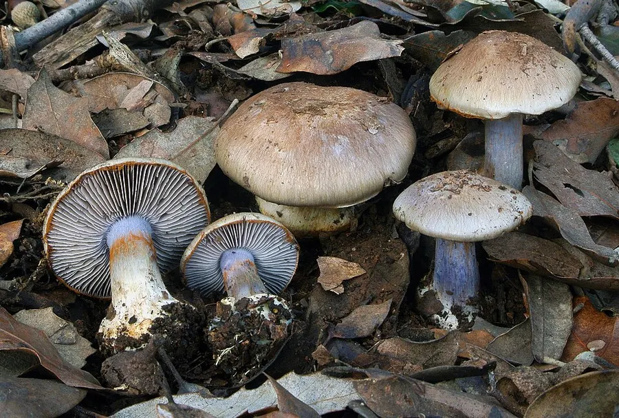 Dokumentasi Cortinarius dionysae — Fotografi