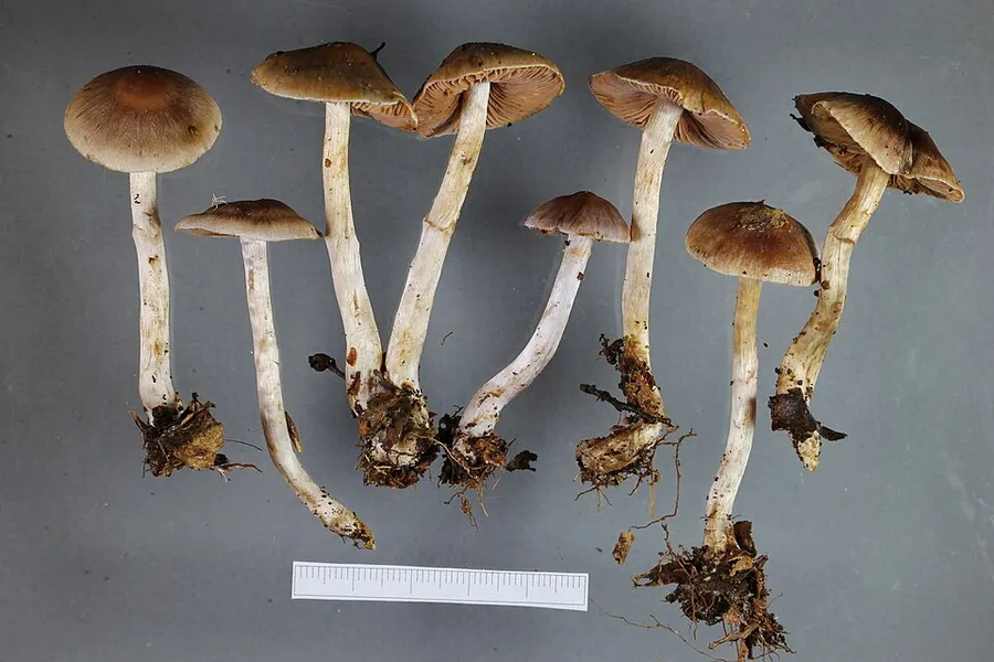Dokumentasi Cortinarius dysodes — Fotografi