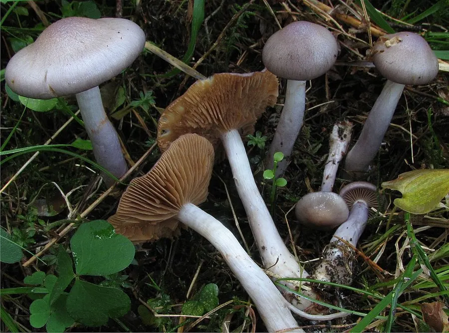 Dokumentasi Cortinarius emunctus — Fotografi