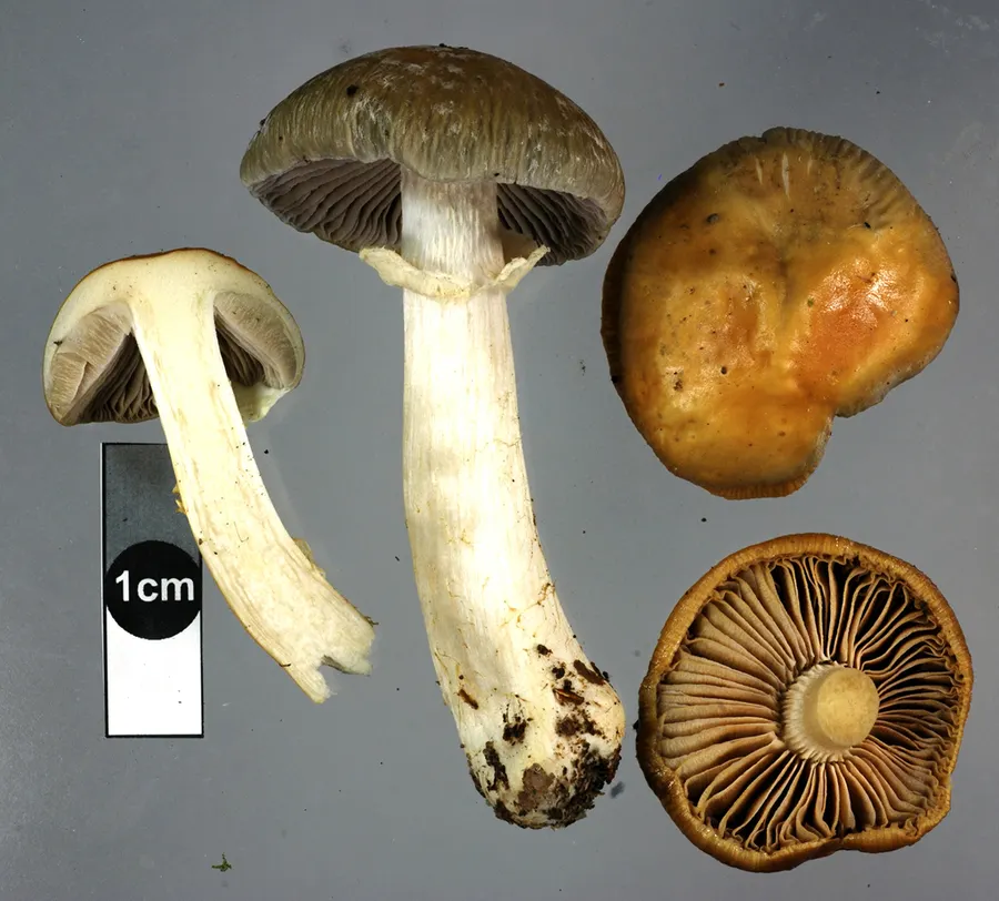 Dokumentasi Cortinarius meleagris — Fotografi