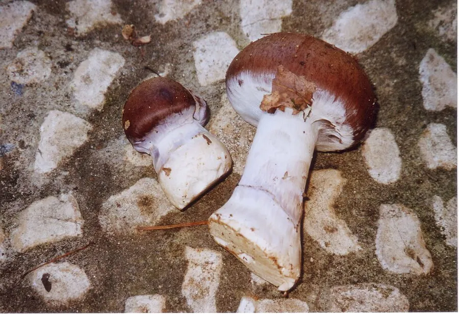 Dokumentasi Cortinarius praestans — Fotografi
