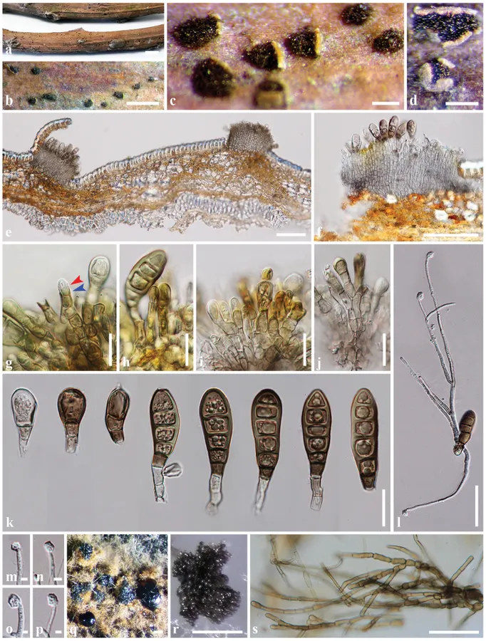 Dokumentasi Coryneum heveanum — Pelat ilmiah