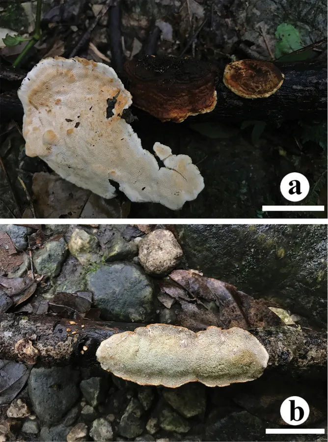 Dokumentasi Crassisporus macroporus — Pelat ilmiah