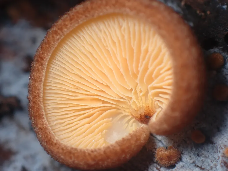 Dokumentasi Crepidotus crocophyllus — Fotografi