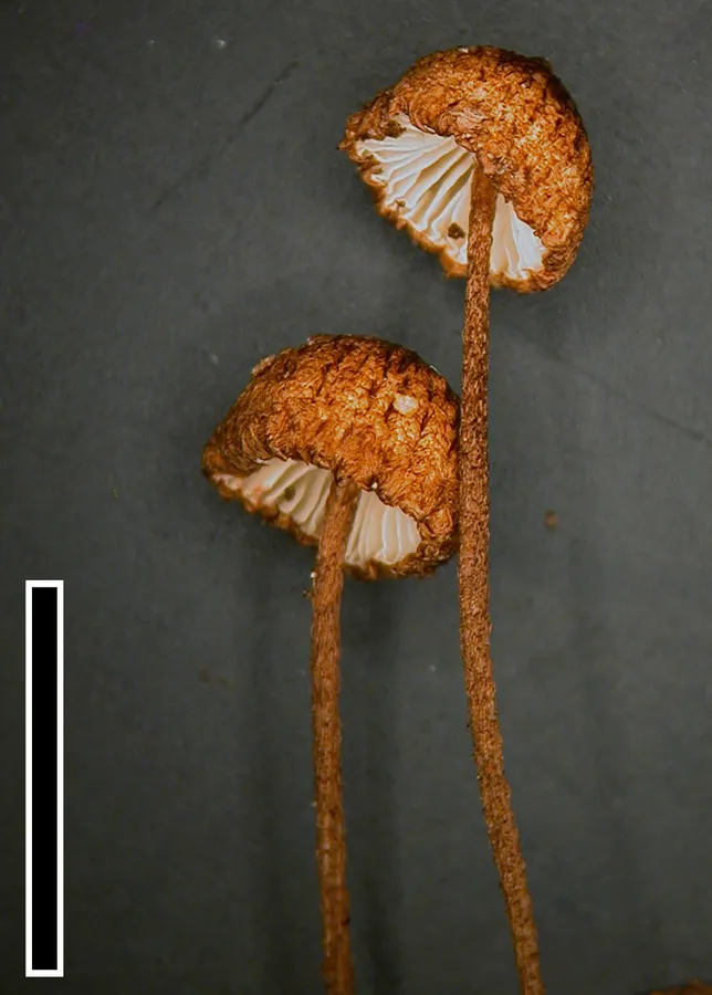 Dokumentasi Crinipellis procera — Fotografi