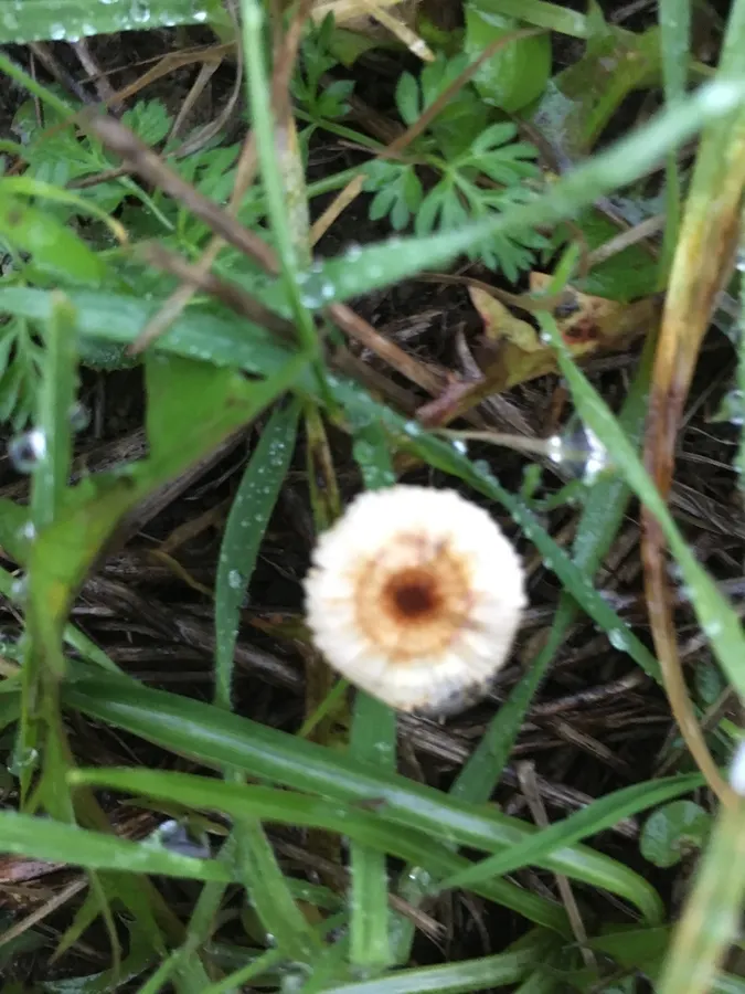 Dokumentasi Crinipellis scabella — Fotografi