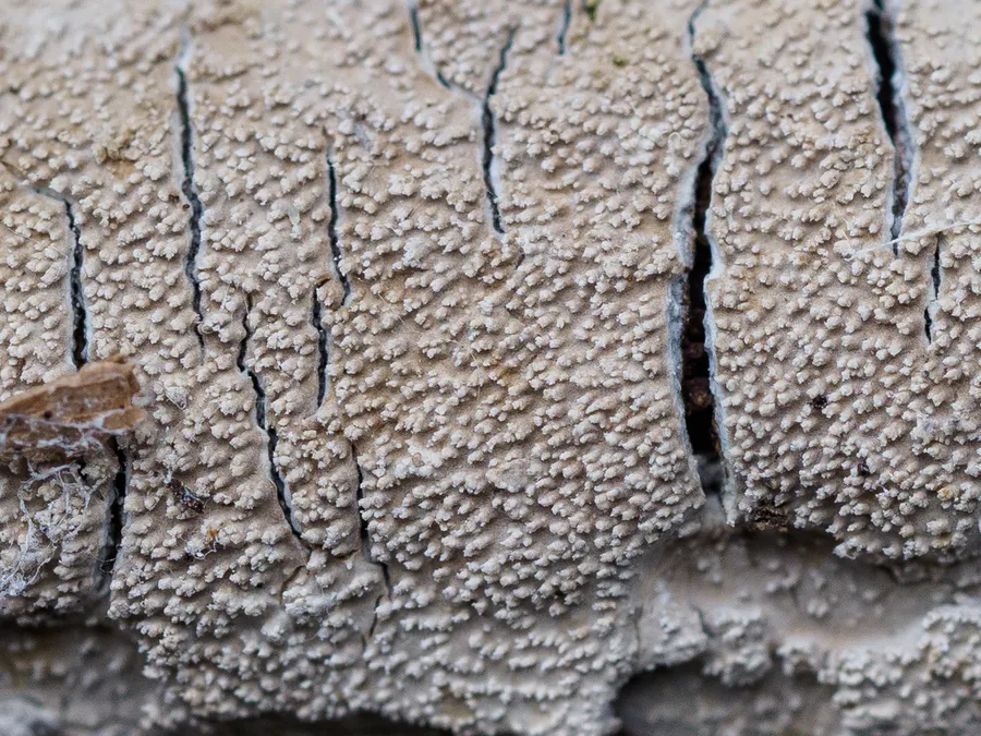 Dokumentasi Crustomyces subabruptus — Fotografi