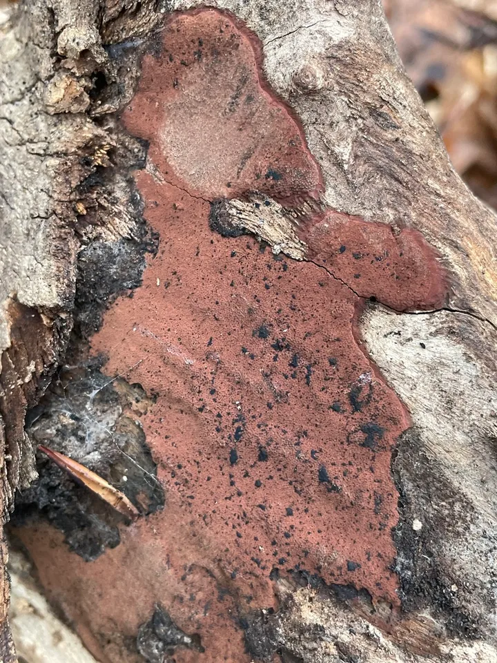Foto yang diasosiasikan dengan Hypoxylon rubiginosum pada iNaturalist