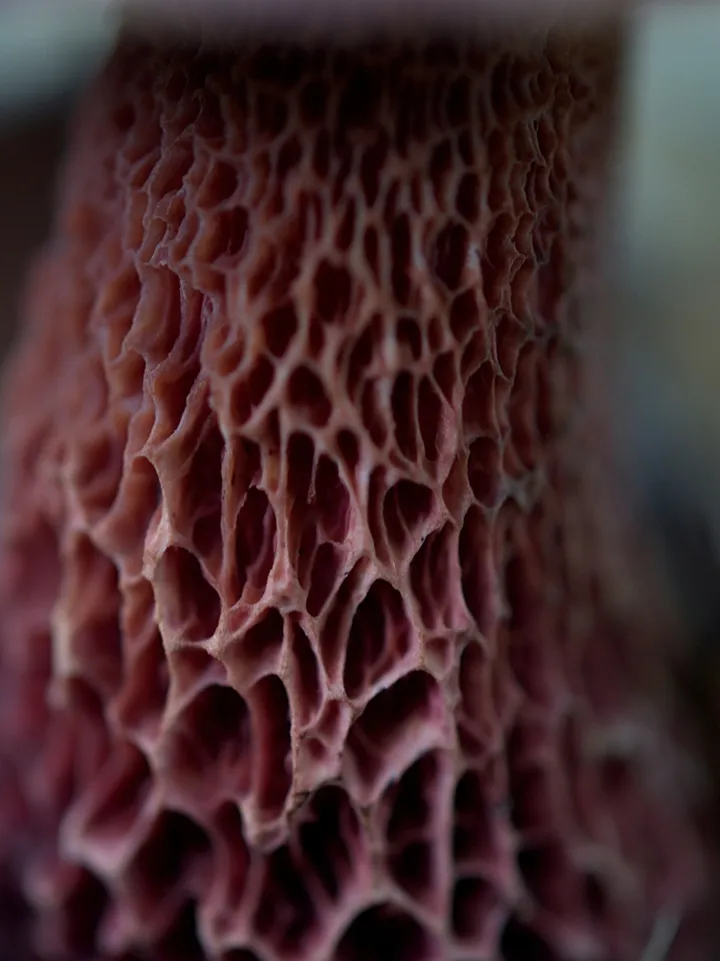 Foto yang diasosiasikan dengan Exsudoporus frostii pada iNaturalist