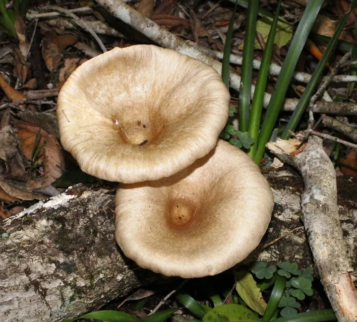 Foto yang diasosiasikan dengan Lentinus sajor-caju pada iNaturalist