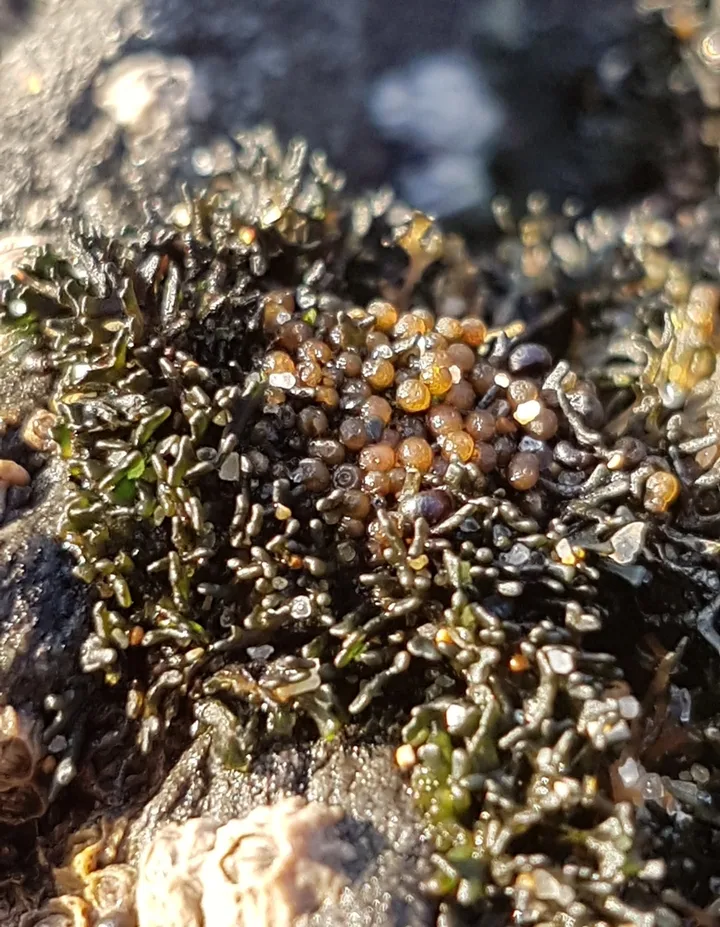 Foto yang diasosiasikan dengan Lichina pygmaea pada iNaturalist