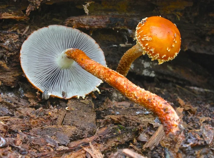 Foto yang diasosiasikan dengan Leratiomyces squamosus pada iNaturalist