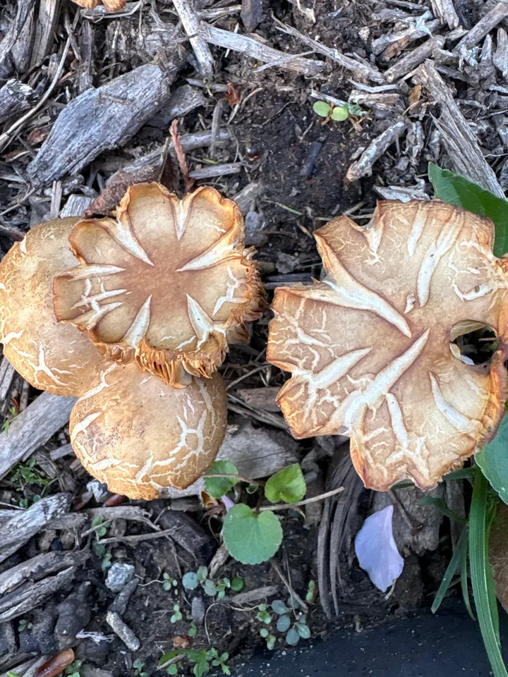 Beberapa tubuh buah Agrocybe smithii tampak dari sisi atas, sesuai identifikasi record sumber