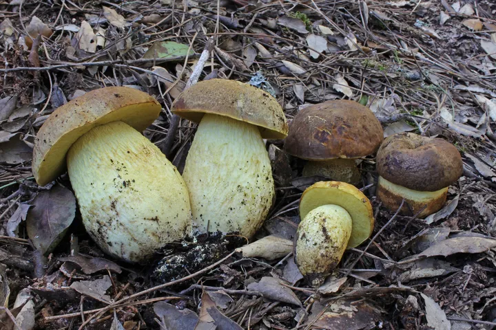 Foto yang diasosiasikan dengan Leccinellum lepidum pada iNaturalist