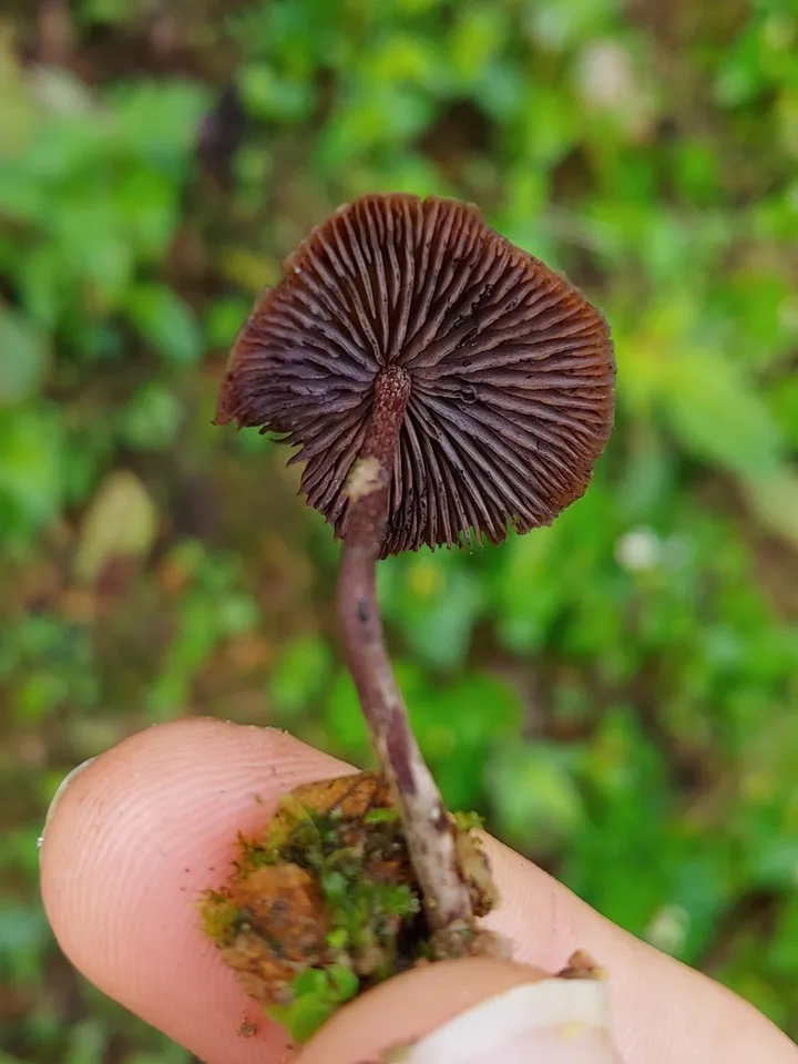 Foto yang diasosiasikan dengan Psilocybe guilartensis pada iNaturalist
