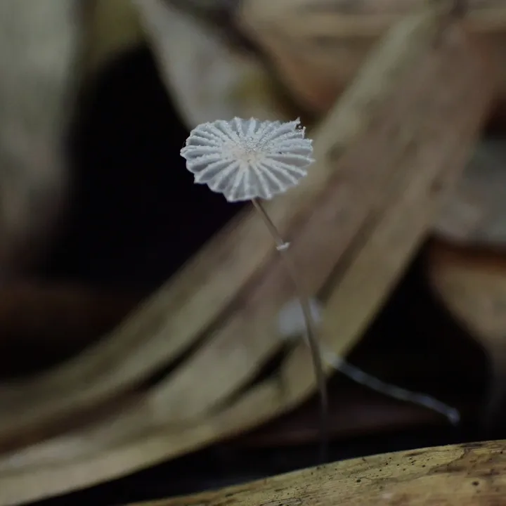 Foto yang diasosiasikan dengan Narcissea ephemeroides pada iNaturalist