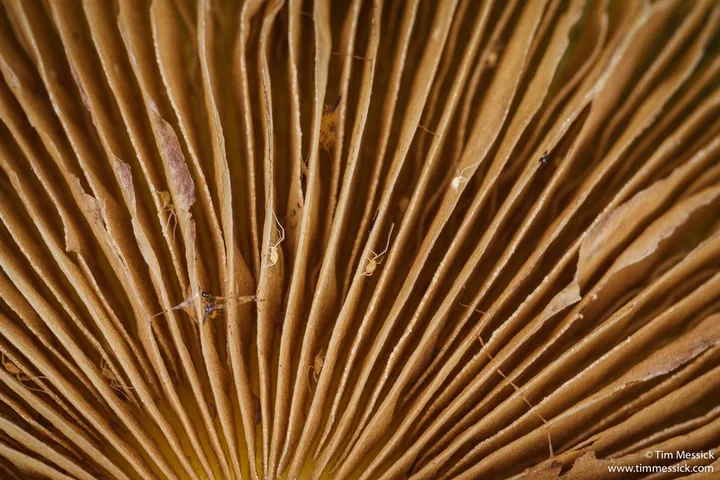 Foto yang diasosiasikan dengan Bolbitius titubans pada iNaturalist