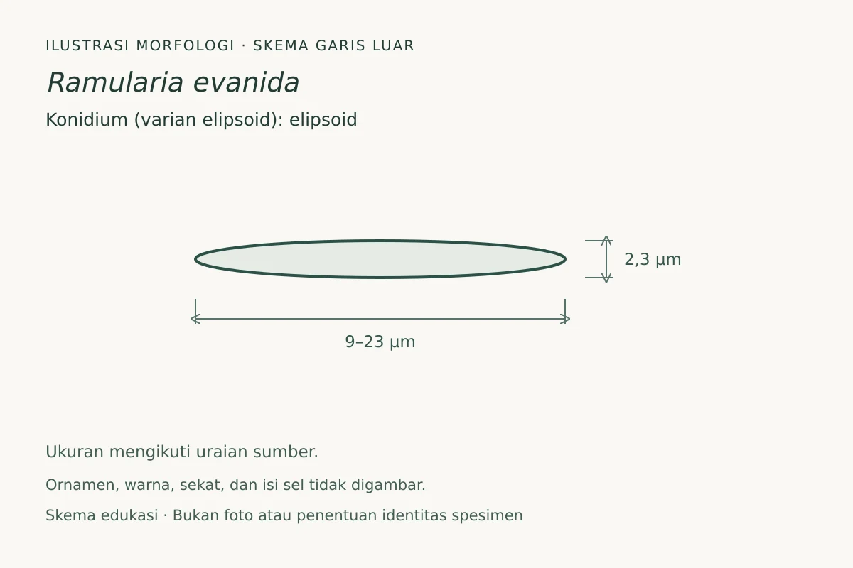 Skema garis luar konidium (varian elipsoid) Ramularia evanida: elipsoid, ukuran 9–23 × 2,3 µm