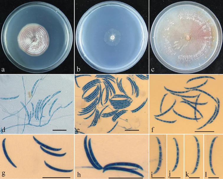 Pelat morfologi Geejayessia sinica, dipetakan ke Fusarium sinicum dalam backbone profil