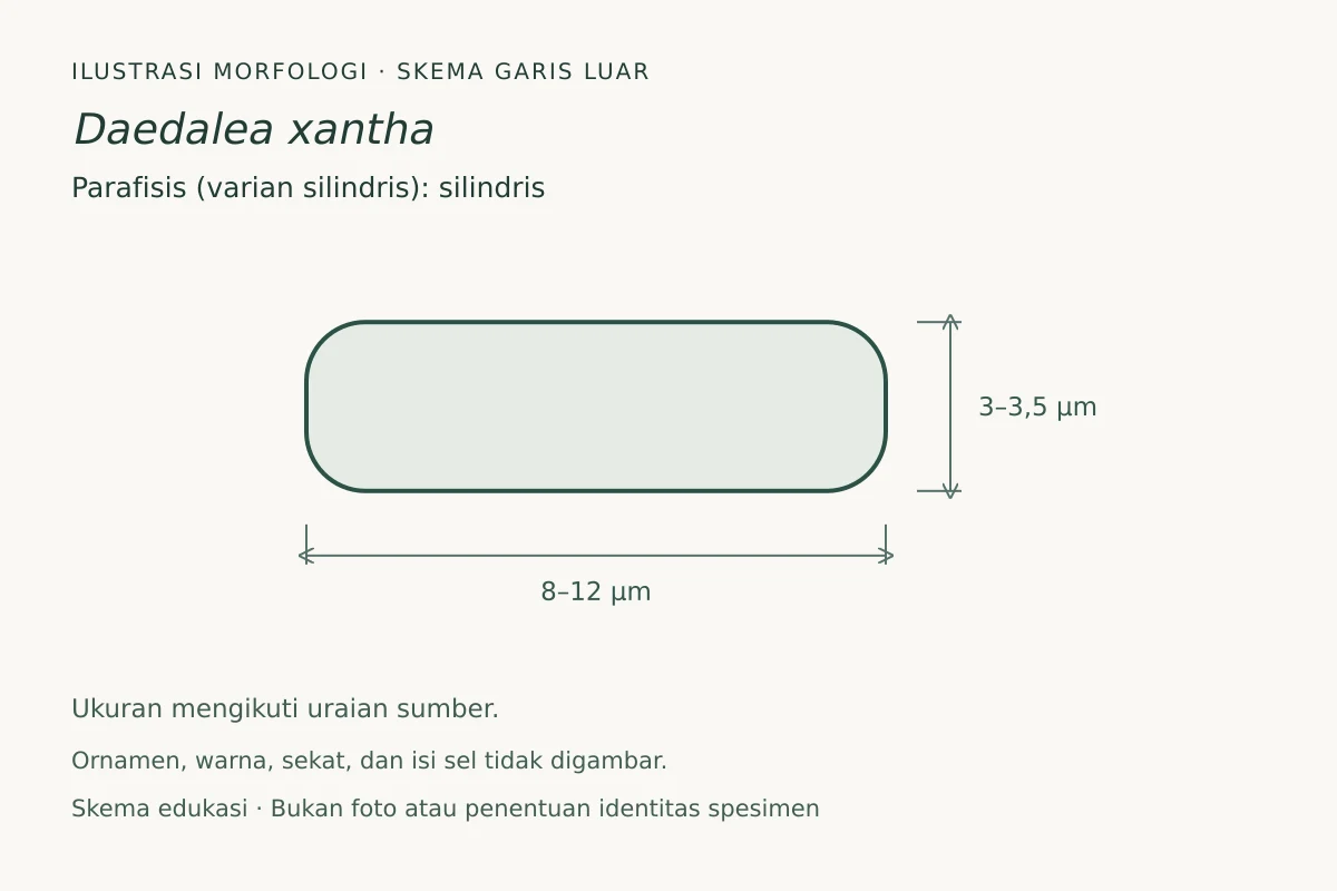 Skema garis luar parafisis (varian silindris) Daedalea xantha: silindris, ukuran 8–12 × 3–3,5 µm