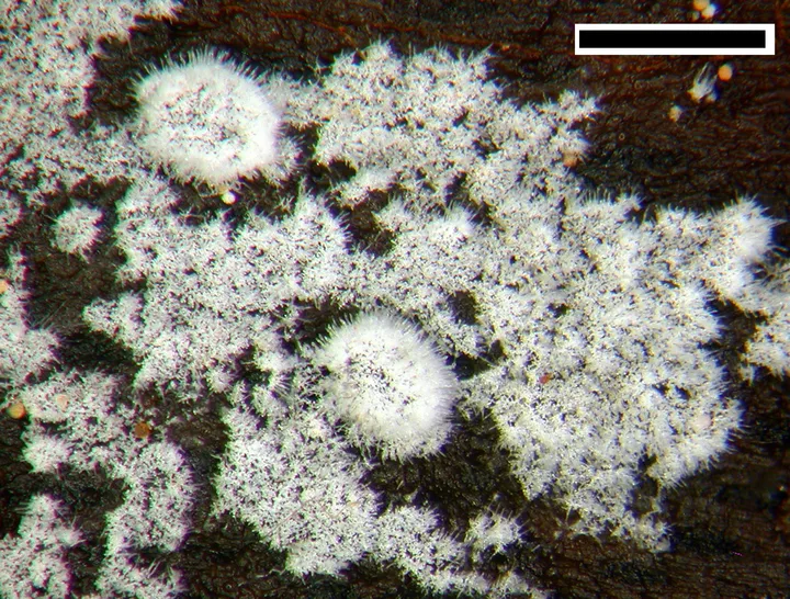 Foto yang diasosiasikan dengan Subulicystidium longisporum pada iNaturalist