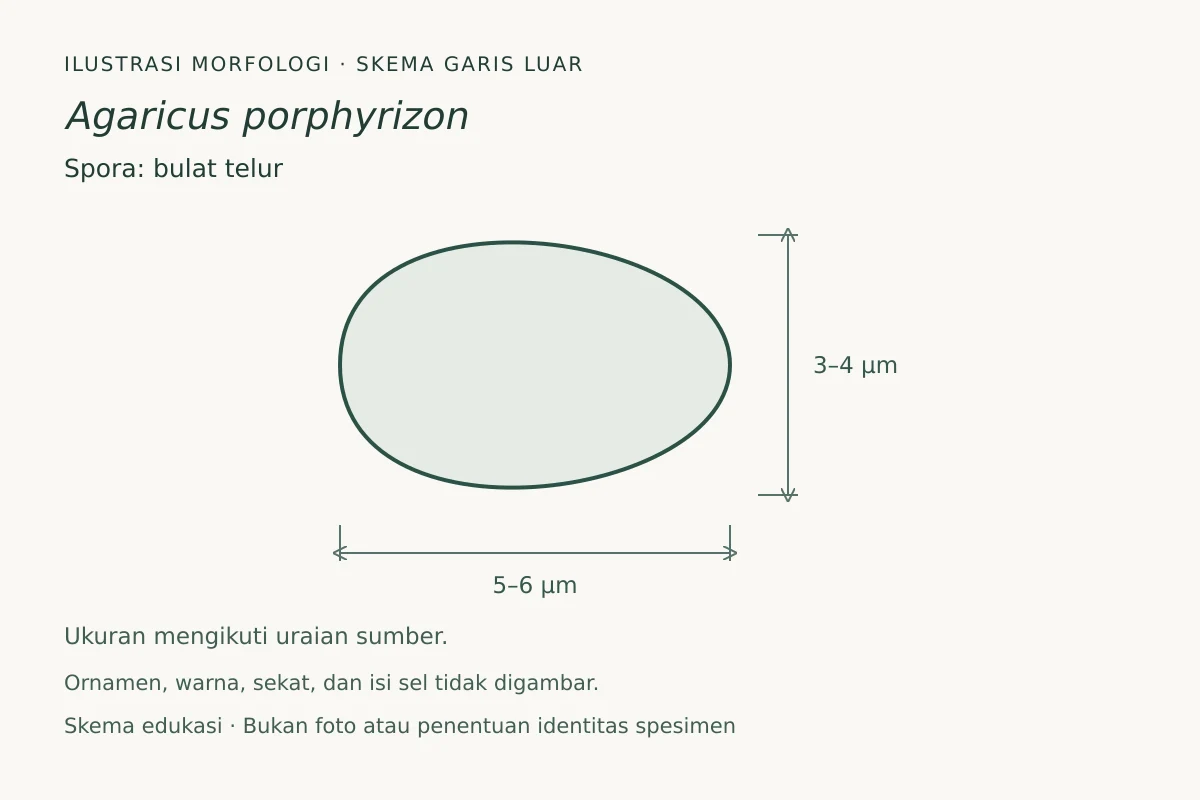 Skema garis luar spora Agaricus porphyrizon: bulat telur, ukuran 5–6 × 3–4 µm
