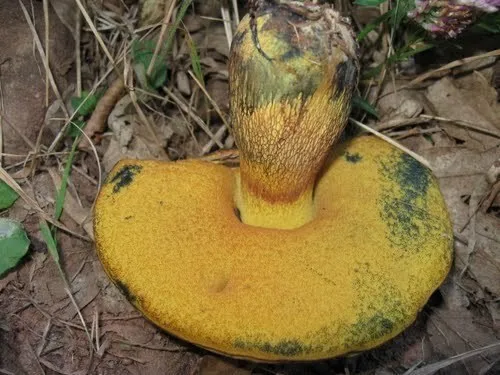 Foto yang diasosiasikan dengan Suillellus luridus pada iNaturalist