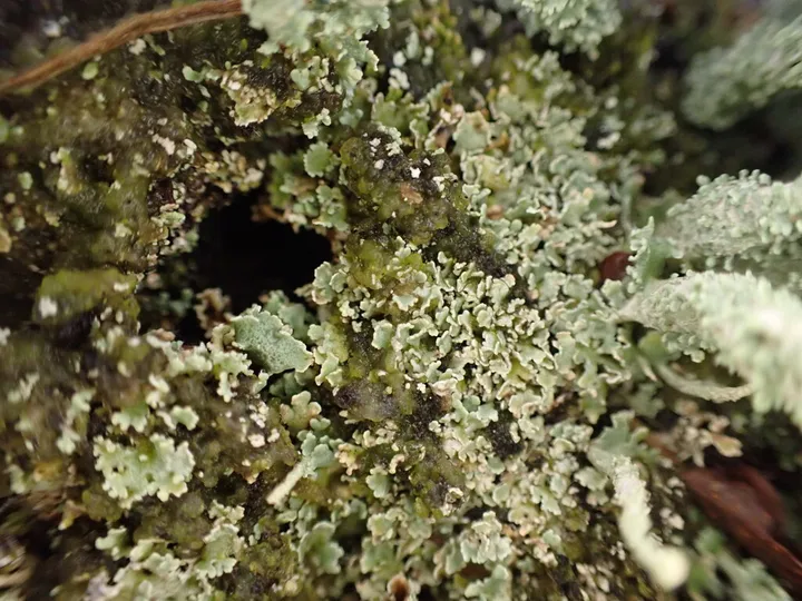 Foto yang diasosiasikan dengan Cladonia bellidiflora pada iNaturalist