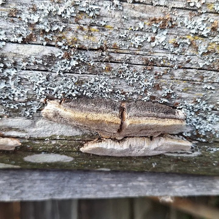 Foto yang diasosiasikan dengan Phellinus viticola pada iNaturalist