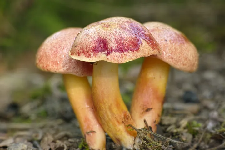 Foto yang diasosiasikan dengan Aureoboletus gentilis pada iNaturalist