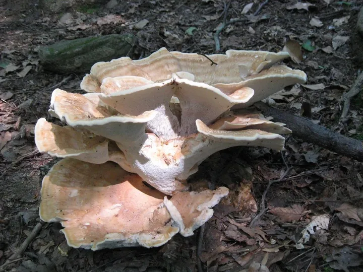 Foto yang diasosiasikan dengan Bondarzewia berkeleyi pada iNaturalist