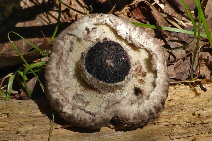 Foto yang diasosiasikan dengan Strobilomyces strobilaceus pada iNaturalist
