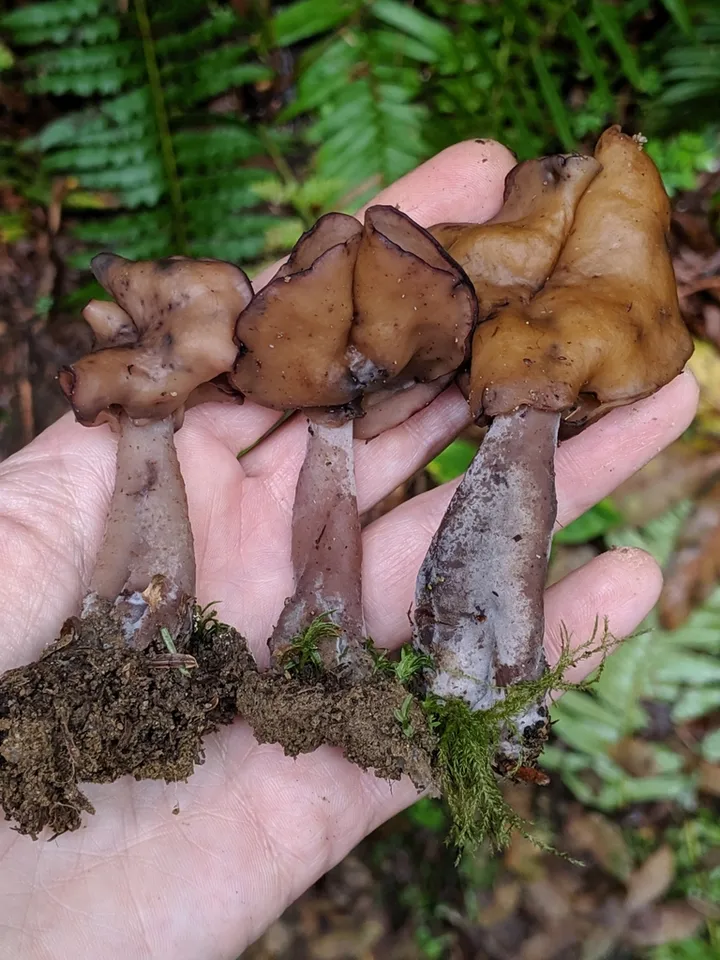Foto yang diasosiasikan dengan Paragyromitra infula pada iNaturalist