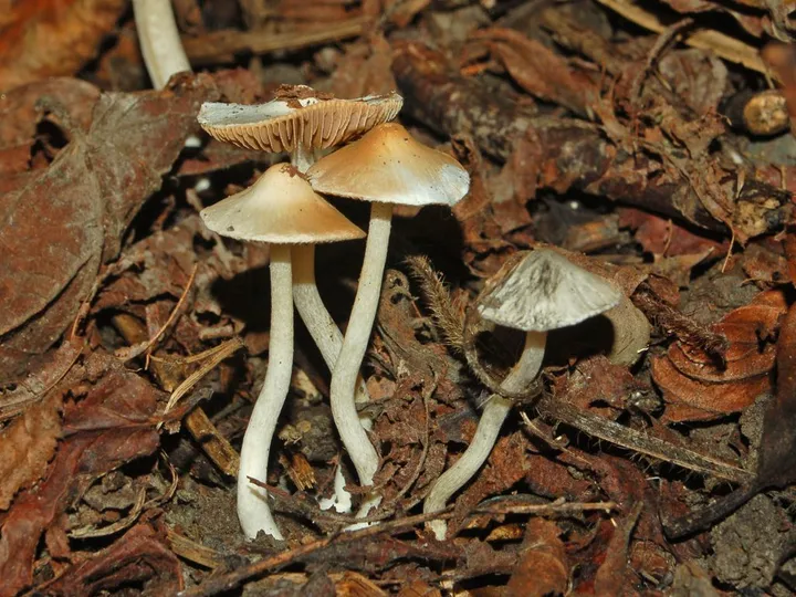 Foto yang diasosiasikan dengan Inocybe geophylla pada iNaturalist