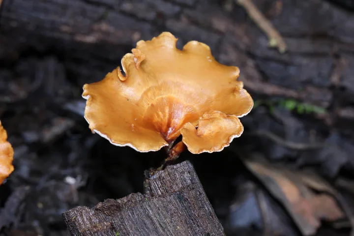 Foto yang diasosiasikan dengan Cerioporus leptocephalus pada iNaturalist