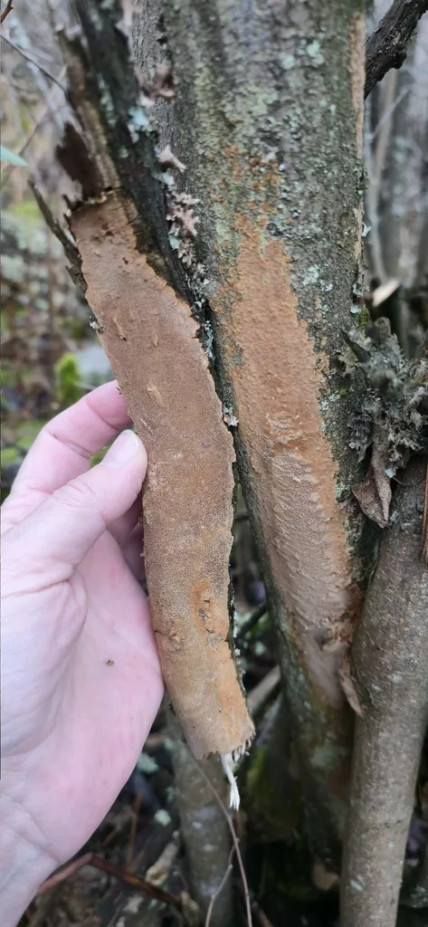 Foto yang diasosiasikan dengan Fuscoporia ferrea pada iNaturalist