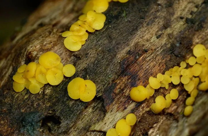 Foto yang diasosiasikan dengan Calycina citrina pada iNaturalist
