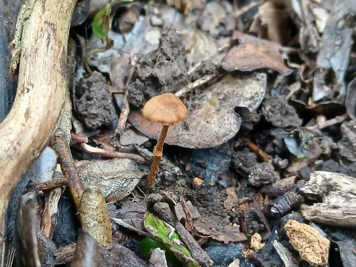 Foto yang diasosiasikan dengan Pholiotina gracilenta pada iNaturalist