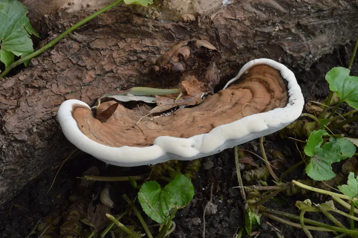 Foto yang diasosiasikan dengan Ganoderma applanatum pada iNaturalist