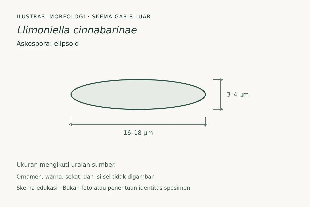 Skema garis luar askospora Llimoniella cinnabarinae: elipsoid, ukuran 16–18 × 3–4 µm