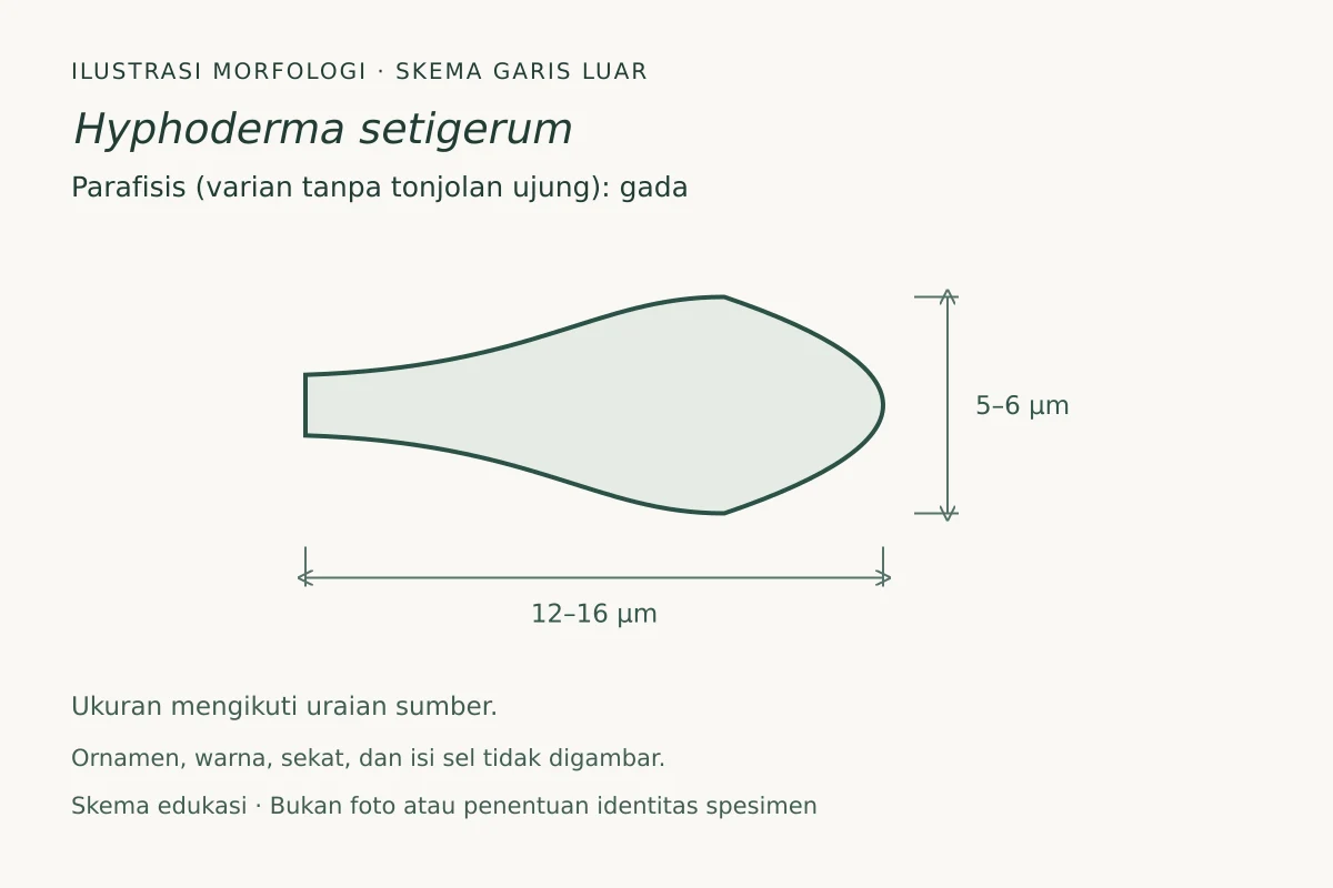 Skema garis luar parafisis (varian tanpa tonjolan ujung) Hyphoderma setigerum: gada, ukuran 12–16 × 5–6 µm