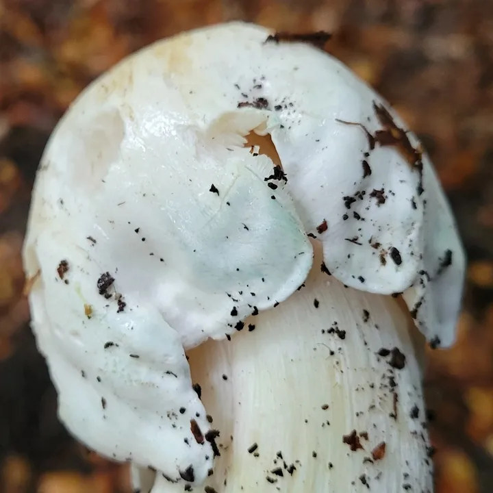 Foto yang diasosiasikan dengan Tricholoma columbetta pada iNaturalist