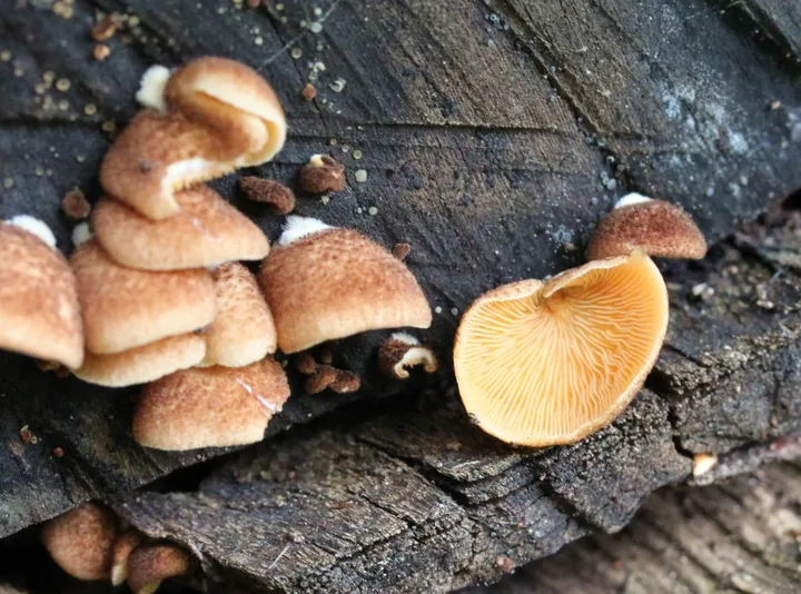 Foto yang diasosiasikan dengan Crepidotus crocophyllus pada iNaturalist