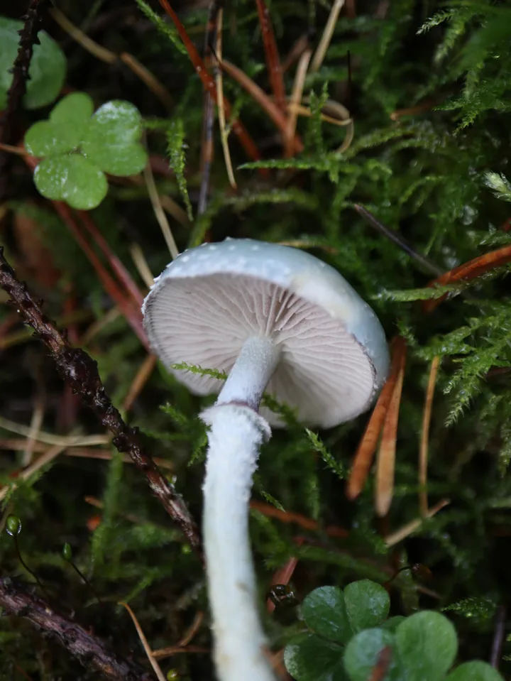 Foto yang diasosiasikan dengan Stropharia aeruginosa pada iNaturalist