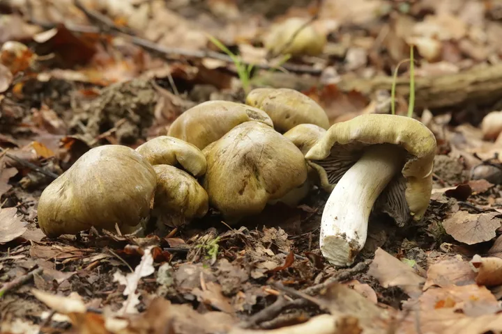 Foto yang diasosiasikan dengan Tricholoma luridum pada iNaturalist