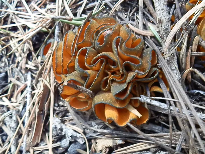 Foto yang diasosiasikan dengan Caloscypha fulgens pada iNaturalist
