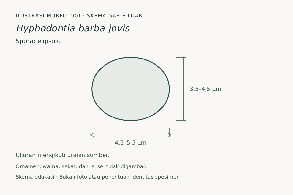 Skema garis luar spora Hyphodontia barba-jovis: elipsoid, ukuran 4,5–5,5 × 3,5–4,5 µm