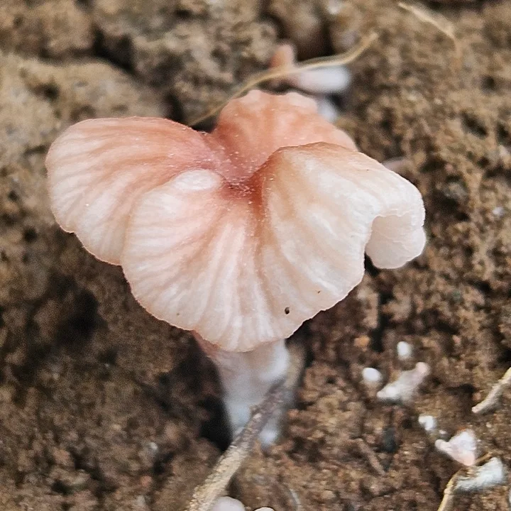 Foto yang diasosiasikan dengan Contumyces rosellus pada iNaturalist