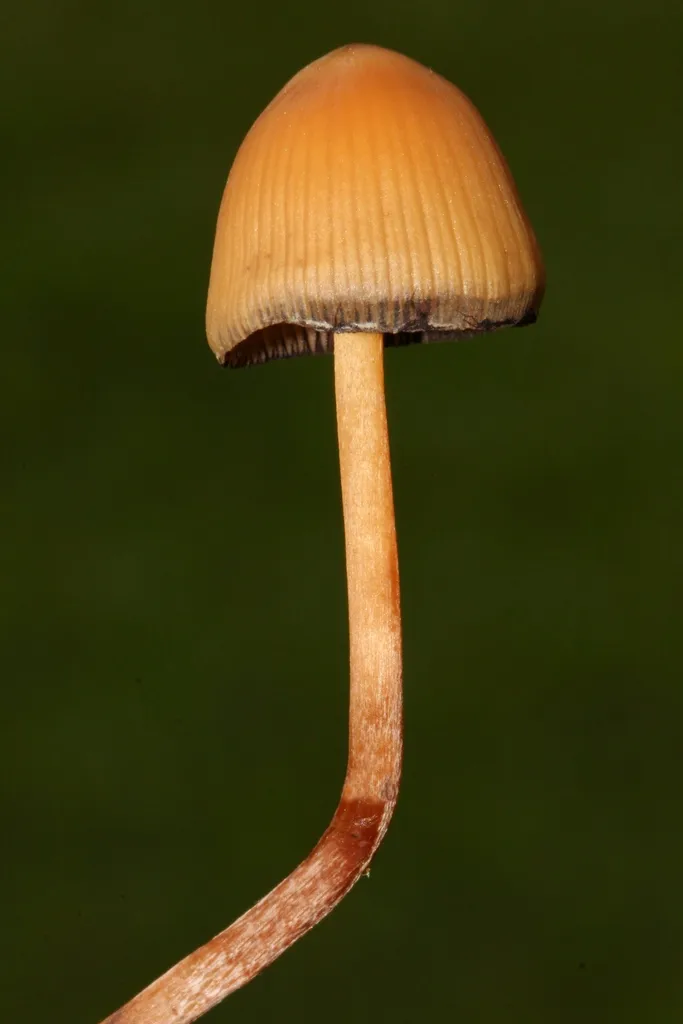Foto yang diasosiasikan dengan Psilocybe mexicana pada iNaturalist