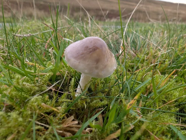 Foto yang diasosiasikan dengan Stropharia inuncta pada iNaturalist
